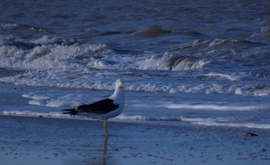Mareas de mayo en San Clemente del Tuyú